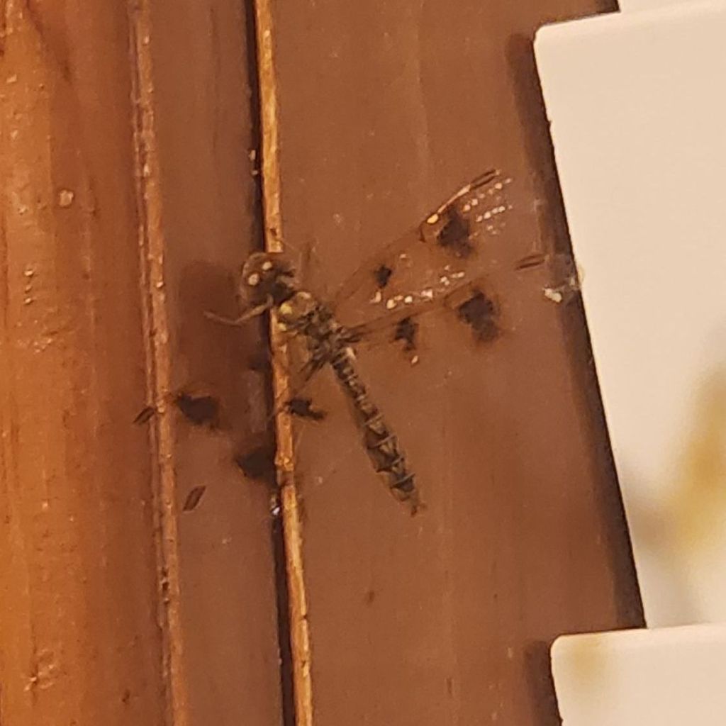 🪽 When the Dragonfly Crossed My&nbsp;Threshold